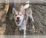 Small Alaskan Klee Kai Mix