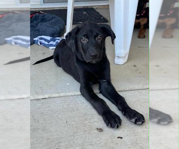 Medium Photo #1 Labrador Retriever-Unknown Mix Puppy For Sale in Visalia, CA, USA