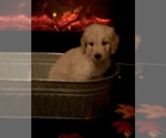 Small Photo #53 Goldendoodle Puppy For Sale in N HIGHLANDS, CA, USA