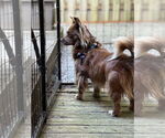 Small #1 Mutt