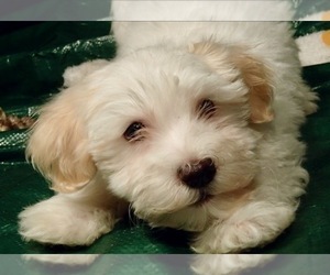 Havanese Puppy for sale in FENTON, MO, USA