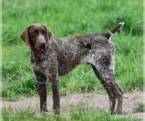 Father of the German Shorthaired Pointer puppies born on 07/04/2023