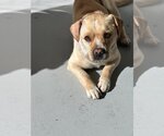 Small Photo #1 Labrador Retriever-Pembroke Welsh Corgi Mix Puppy For Sale in Studio City, CA, USA