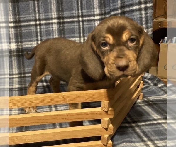 Medium Photo #6 Bloodhound Puppy For Sale in FORT MORGAN, CO, USA