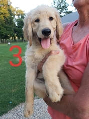 Goldendoodle Puppy for sale in CLARKSVILLE, TX, USA
