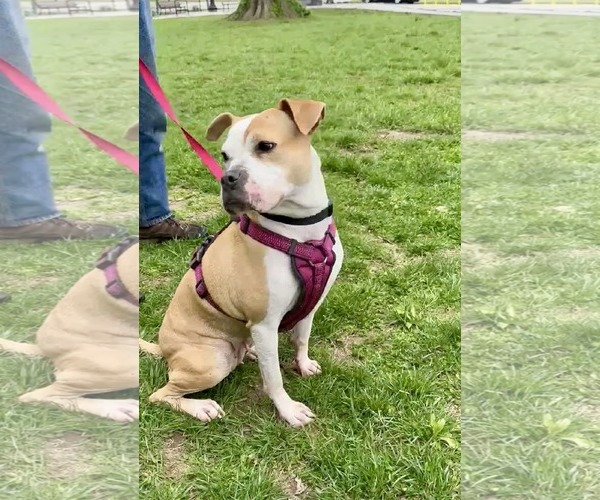 Medium Photo #8 American Pit Bull Terrier-Unknown Mix Puppy For Sale in Germantown, OH, USA