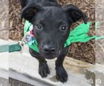 Small #4 Labrador Retriever Mix