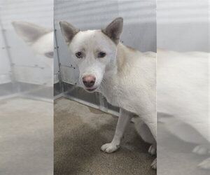 Siberian Husky Dogs for adoption in San Bernardino, CA, USA