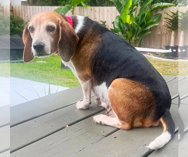 Medium Photo #10 Beagle Puppy For Sale in Dunnellon, FL, USA