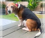 Small #9 Beagle
