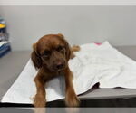 Small #2 Cavalier King Charles Spaniel Mix