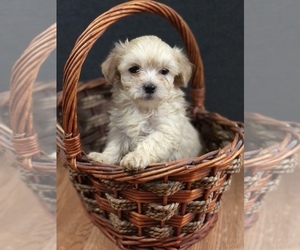 Poodle (Toy)-Yorkshire Terrier Mix Puppy for sale in INMAN, SC, USA