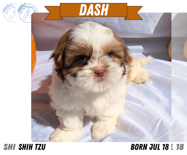 Medium Photo #8 Shih Tzu Puppy For Sale in GOSHEN, IN, USA