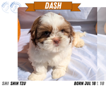 Small #7 Shih Tzu