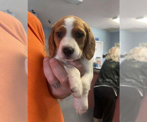 Beagle Dogs for adoption in Cromwell, KY, USA