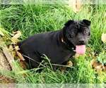 MING - Male Chinese Shar-Pei-Unknown Mix Dog for Adoption - Small photo