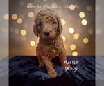 Small #1 Poodle (Standard)