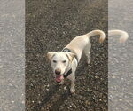 Small #4 Labrador Retriever Mix