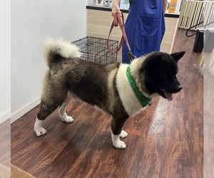 Akita Dogs for adoption in INGLEWOOD, CA, USA