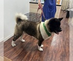 Small Akita