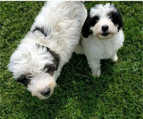 Medium Photo #1 Bernedoodle (Miniature) Puppy For Sale in LEETONIA, OH, USA