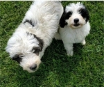 Image preview for Ad Listing. Nickname: Litter of 2