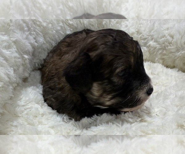 Medium Photo #2 Havapoo Puppy For Sale in GUTHRIE, KY, USA