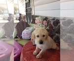 Small Photo #2 Labrador Retriever Puppy For Sale in NORTH LA JUNTA, CO, USA