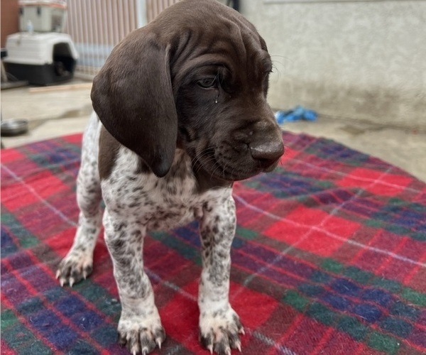Medium Photo #1 German Shorthaired Pointer Puppy For Sale in WHITTIER, CA, USA