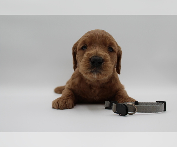 Medium Photo #15 Goldendoodle Puppy For Sale in SACRAMENTO, CA, USA
