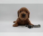 Small Photo #15 Goldendoodle Puppy For Sale in SACRAMENTO, CA, USA