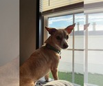Small #1 Chihuahua Mix