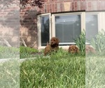 Small Photo #16 Goldendoodle (Miniature) Puppy For Sale in SYRACUSE, UT, USA