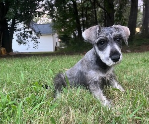 Schnauzer (Miniature) Puppy for sale in PICKENS, SC, USA