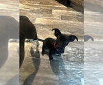 Small #5 Chiweenie
