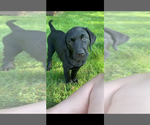 Puppy Jaz Labrador Retriever