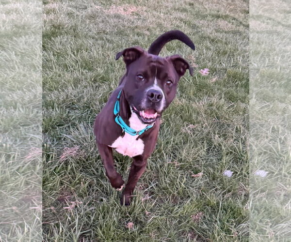 Medium Photo #3 Boxer-Unknown Mix Puppy For Sale in Germantown, OH, USA