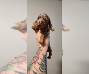 Dachshund Puppy for sale in DANVILLE, VA, USA