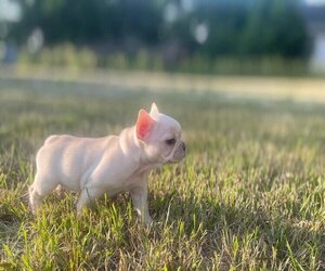 French Bulldog Puppy for sale in SIOUX FALLS, SD, USA