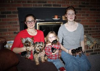 Father of the Yorkshire Terrier puppies born on 11/15/2016