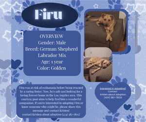 Shepradors Dogs for adoption in Rancho Cordova, CA, USA