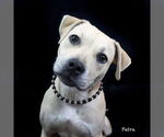 Small Staffordshire Bull Terrier Mix