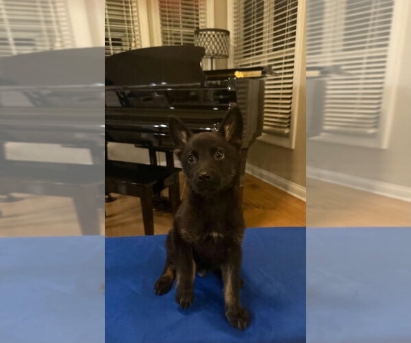 Medium Photo #1 German Shepherd Dog-Unknown Mix Puppy For Sale in Aurora, IN, USA