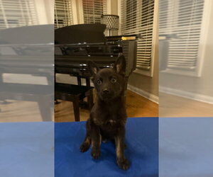 German Shepherd Dog-Unknown Mix Dogs for adoption in Aurora, IN, USA