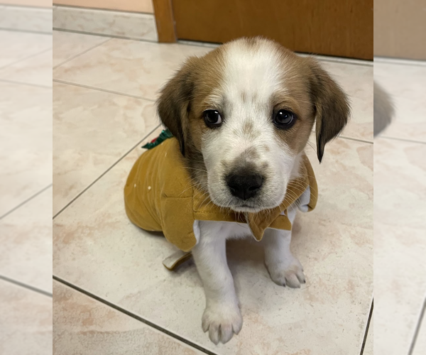 Medium Photo #1 Border Collie-Unknown Mix Puppy For Sale in Brooklyn, NY, USA