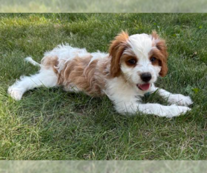 Cavalier King Charles Spaniel Dogs for adoption in Brooklyn Center, MN, USA