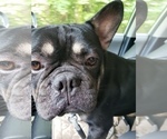 Small Photo #1 French Bulldog Puppy For Sale in HUDDLESTON, VA, USA