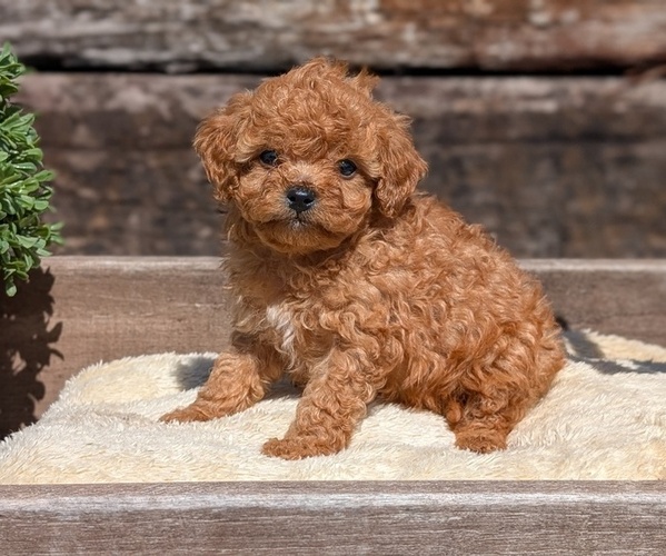 Medium Photo #13 Cavapoo (Miniature) Puppy For Sale in GOSHEN, IN, USA