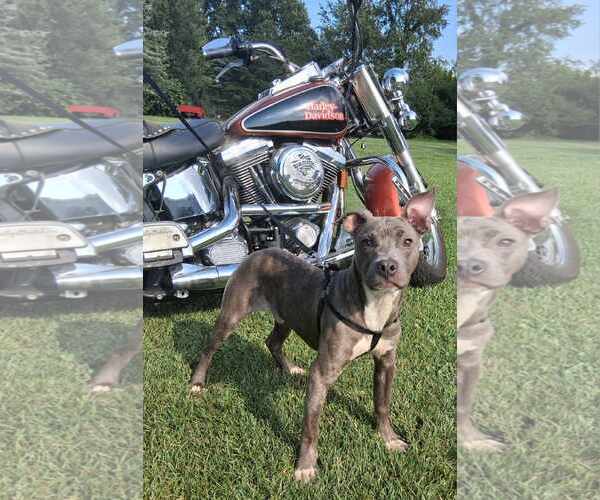 Medium Photo #3 American Pit Bull Terrier-Unknown Mix Puppy For Sale in Germantown, OH, USA