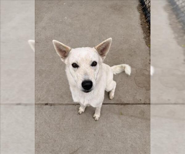 Medium Photo #1 Shiba Inu-Unknown Mix Puppy For Sale in Tulsa, OK, USA